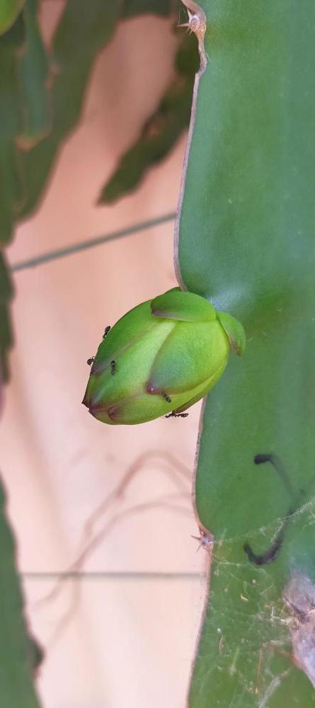 Small buds